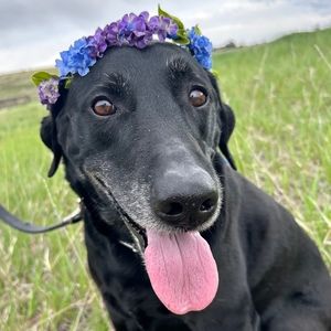 Meet your Posher, Ava